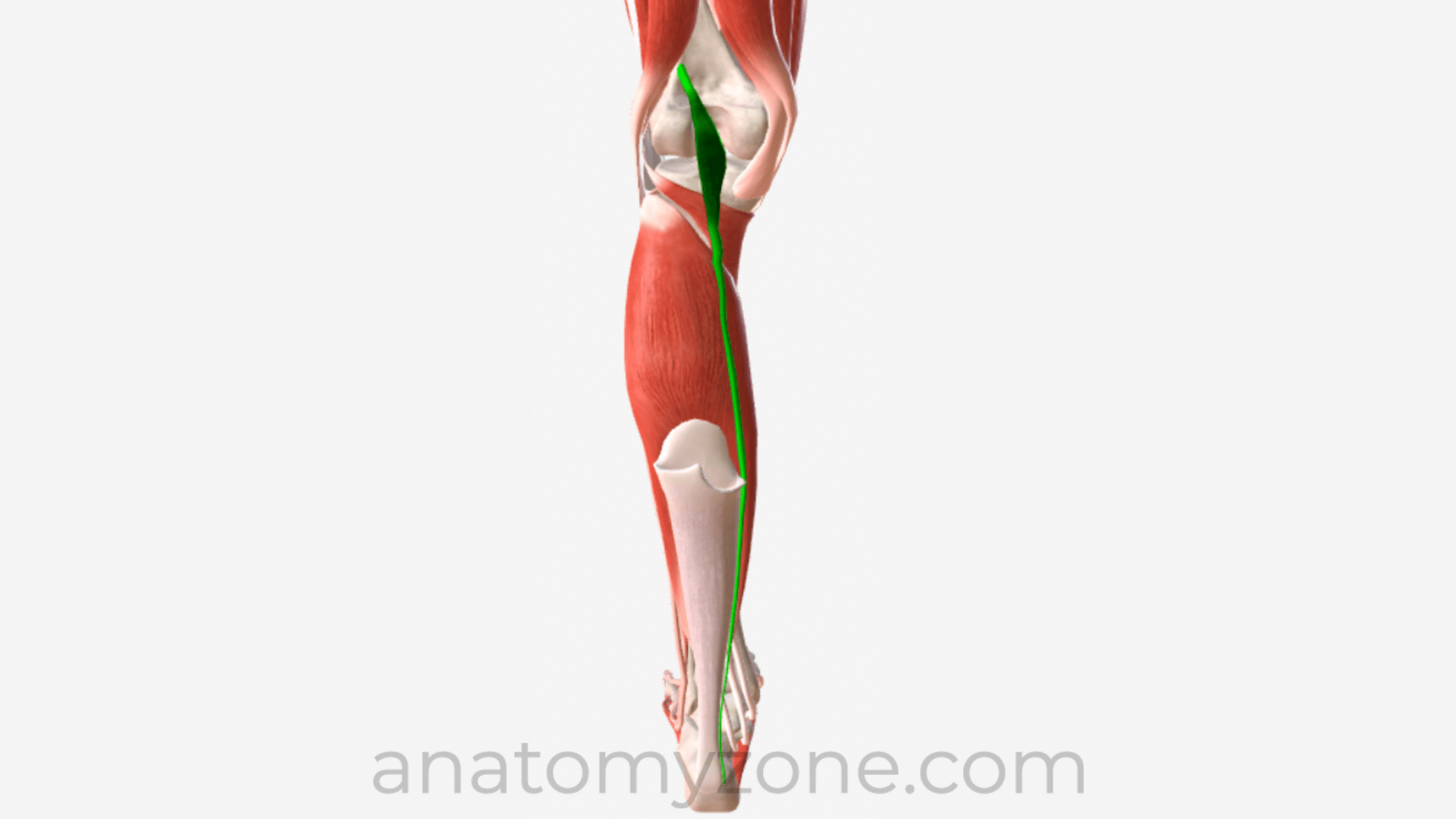 plantaris 3D muscle anatomy