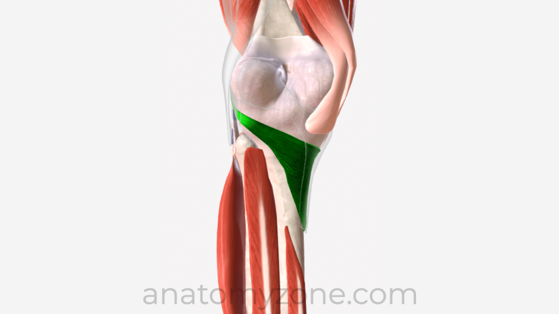 3D anatomy of the popliteus muscle