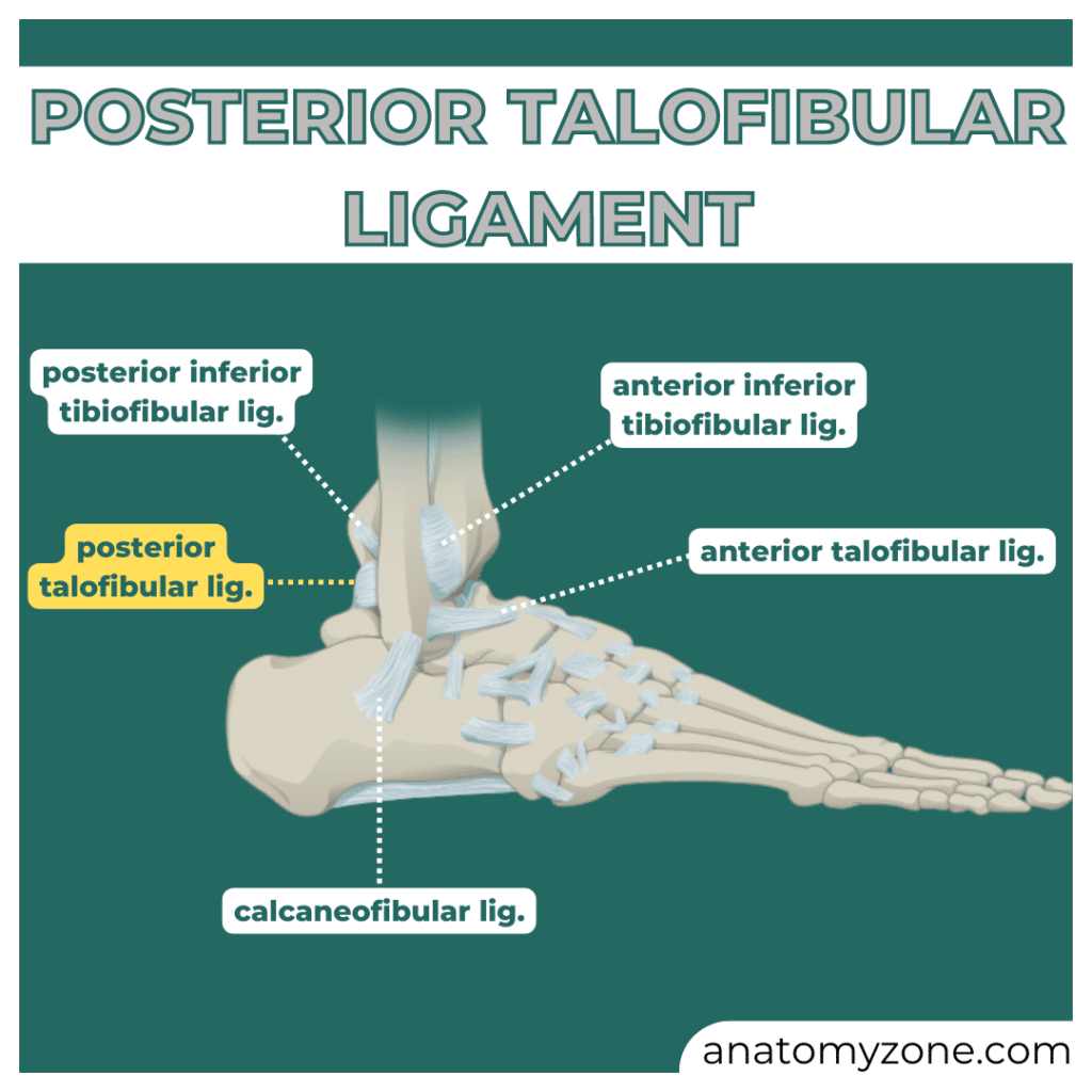 posterior talofibular ligament