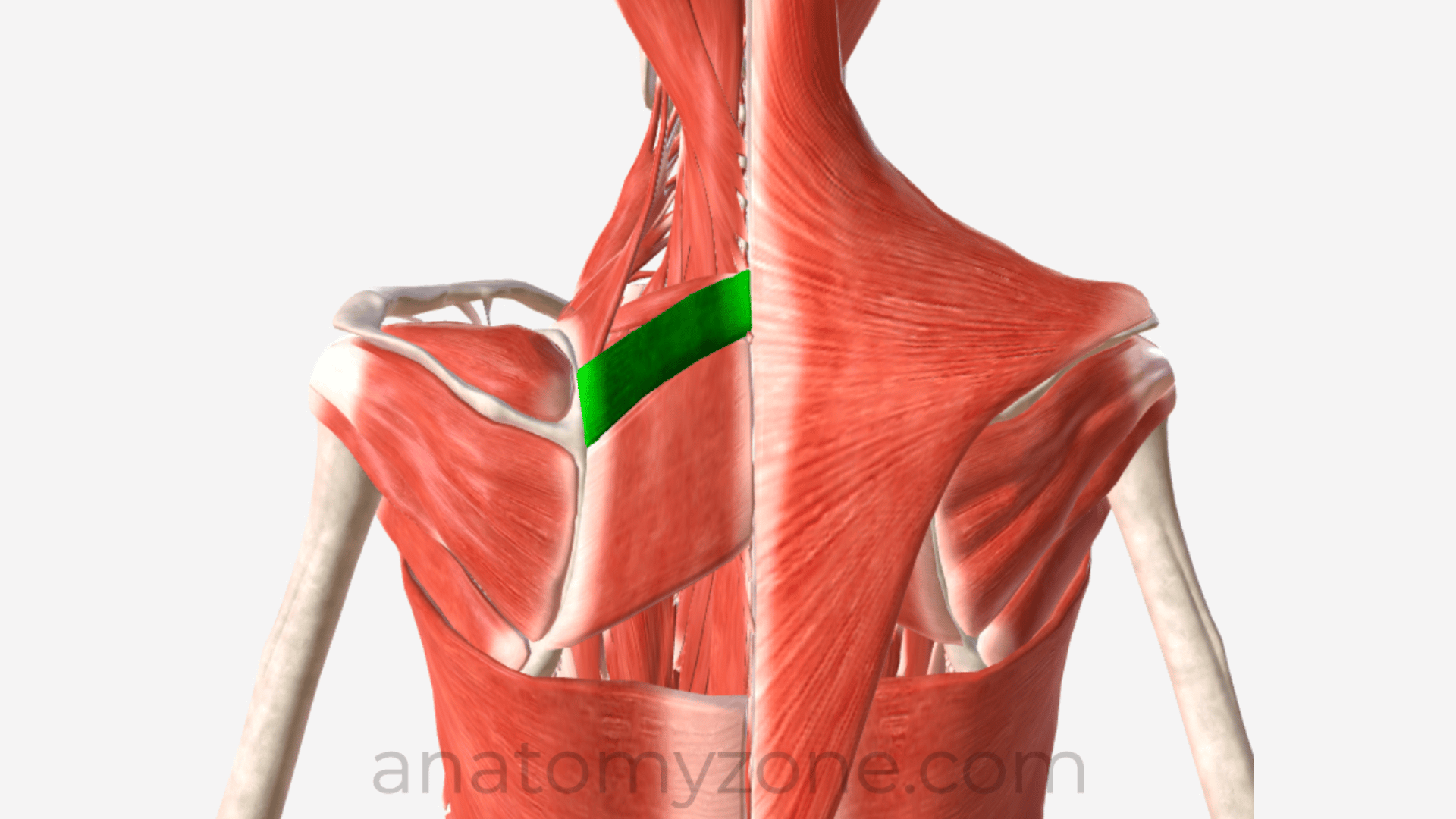 rhomboid minor muscle anatomy