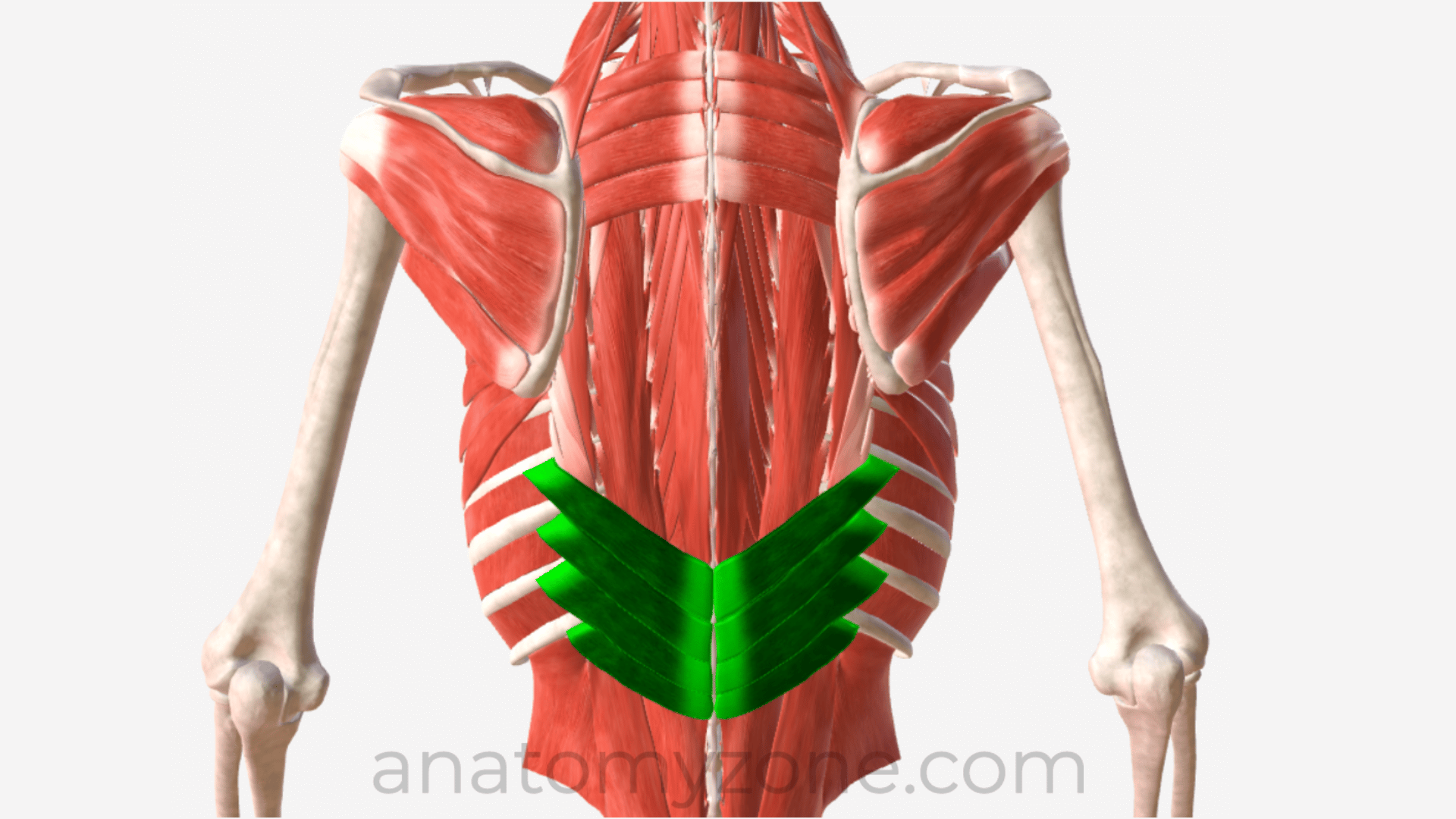 serratus posterior inferior