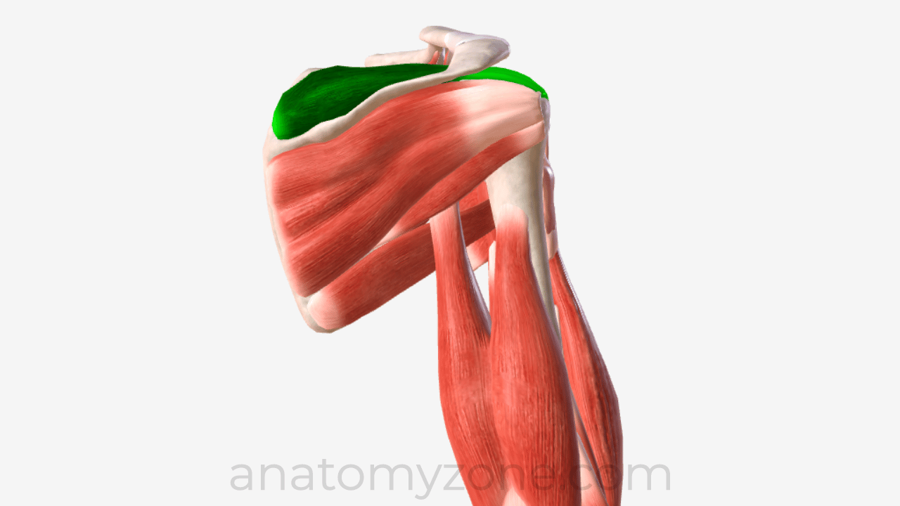 supraspinatus muscle anatomy