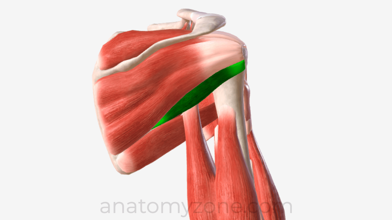 teres minor muscle anatomy