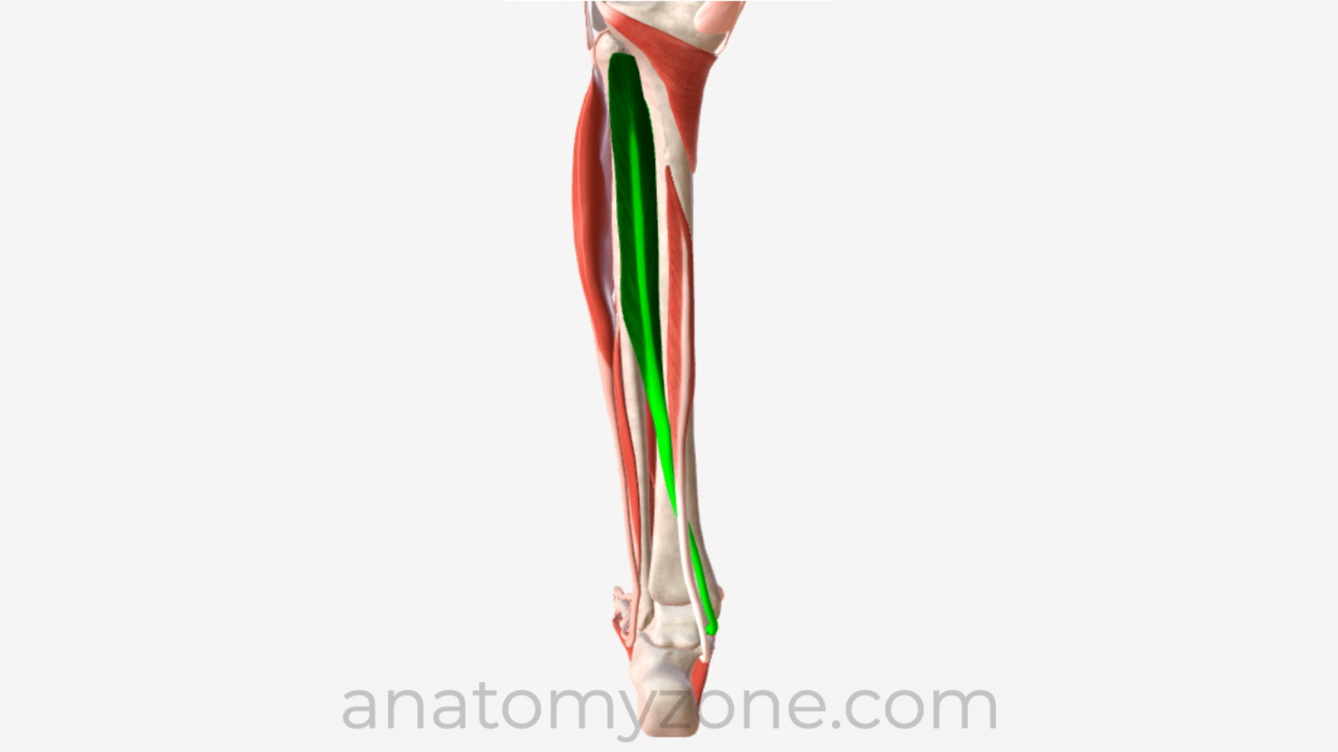 3D anatomy of the tibialis posterior muscle